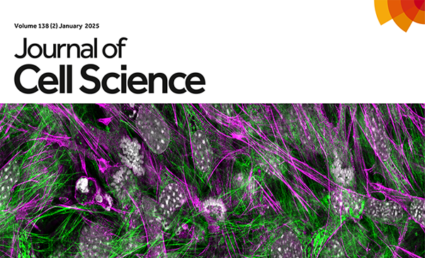 JCS issue cover featuring images of SNED1 fibers